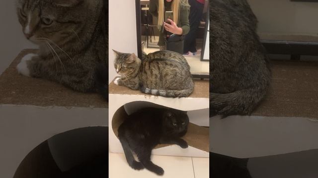 В гостях у котиков