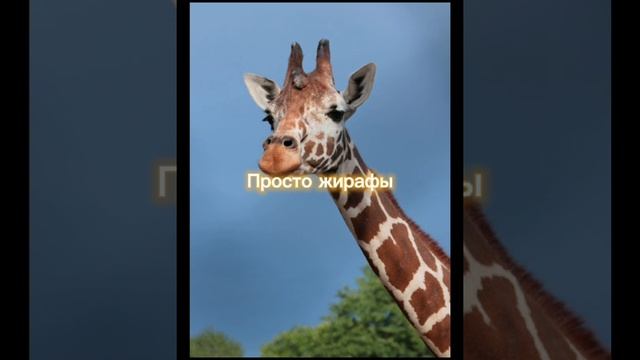 ЖИРАФЫ