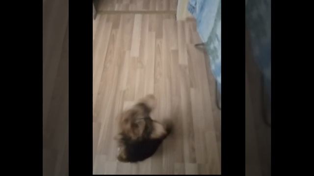 маленький йорк