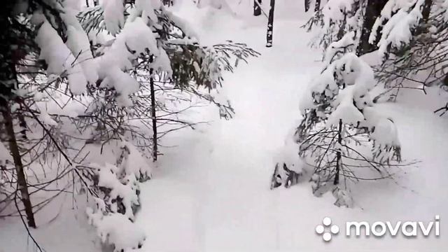 Охота на куницу и бобра капканами. Край вечно зелёных помидоров.