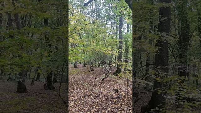 Осенний лес