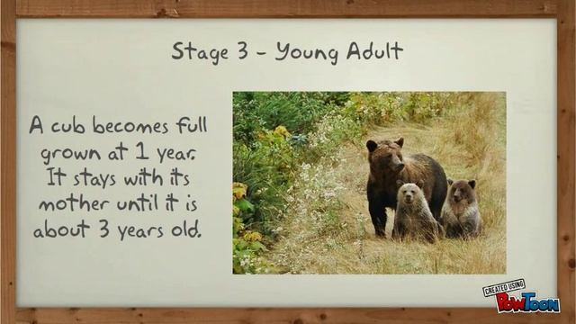 The Life Cycle of the Grizzly Bear