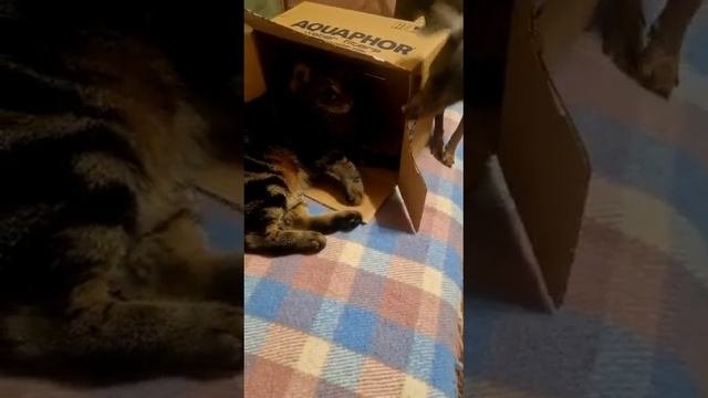Томас охраняет коробку