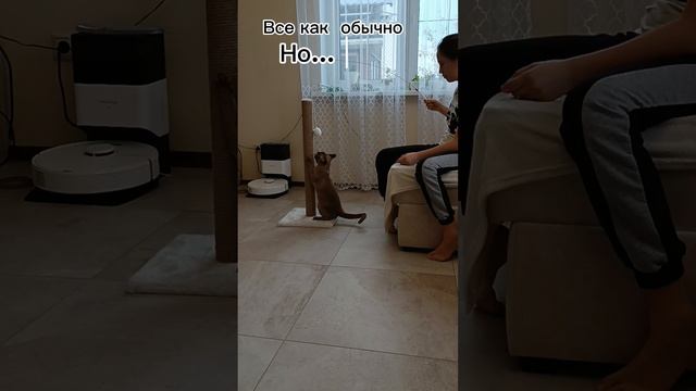 неудачная охота Марсика  #shorts#