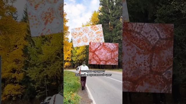 Почему осенью желтеют листья? 
Это важно знать для ОГЭ по биологии #биологияогэ