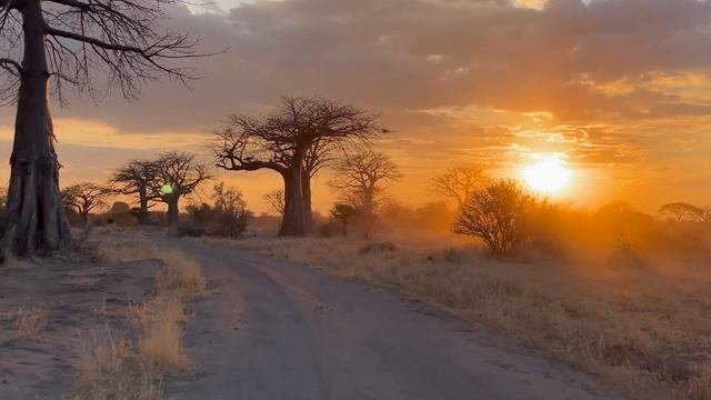 Wild Ruaha Photo Safari