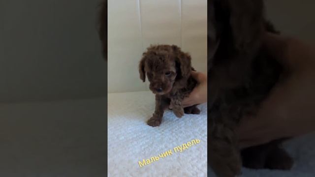 пудель мальчик