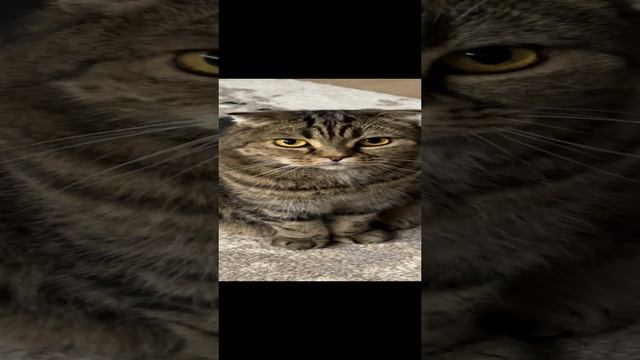 ЧЕССИ🐯о чем думает она