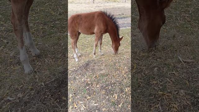 🐴 Забавные приключения жеребенка Марии: прекрасные моменты! 🌼8