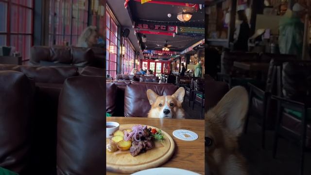 Живу лучше всех #коржмарти #корги #собака #юмор #звезда #животные #corgi #dog #funny #animals