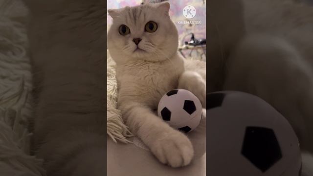 🐈⚽️