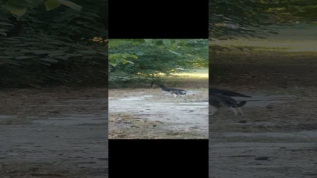 20241006_071528.mp4