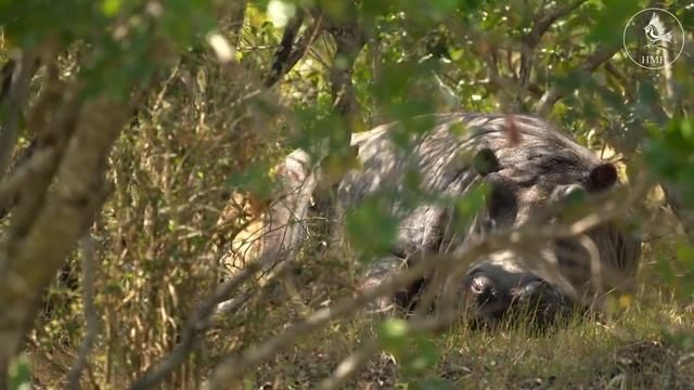African Safari Serenity Relaxation, Focus Boost, and Tranquil Music with Breathtaking Wildlife View