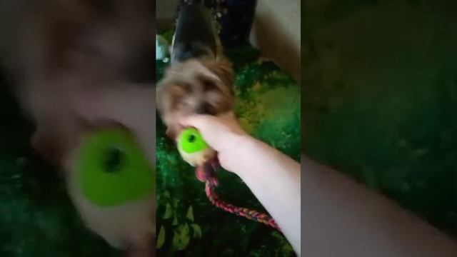 любимая игрушка #собака #животные