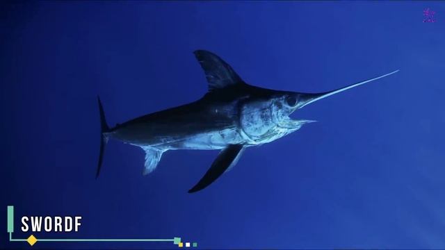 Fastest Animals In The World | Amazing Animals | Facts Malayalam | 47 ARENA