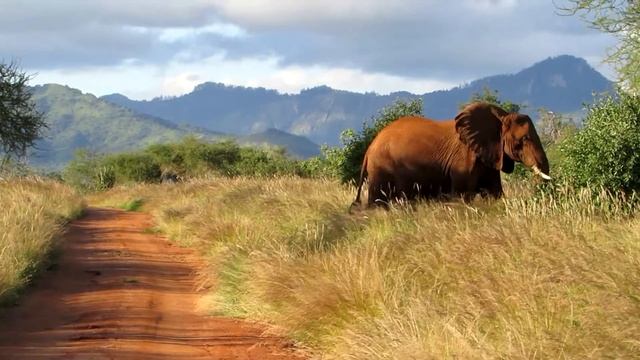 Kenya Vacation - Baobab Beach Resort & Safari