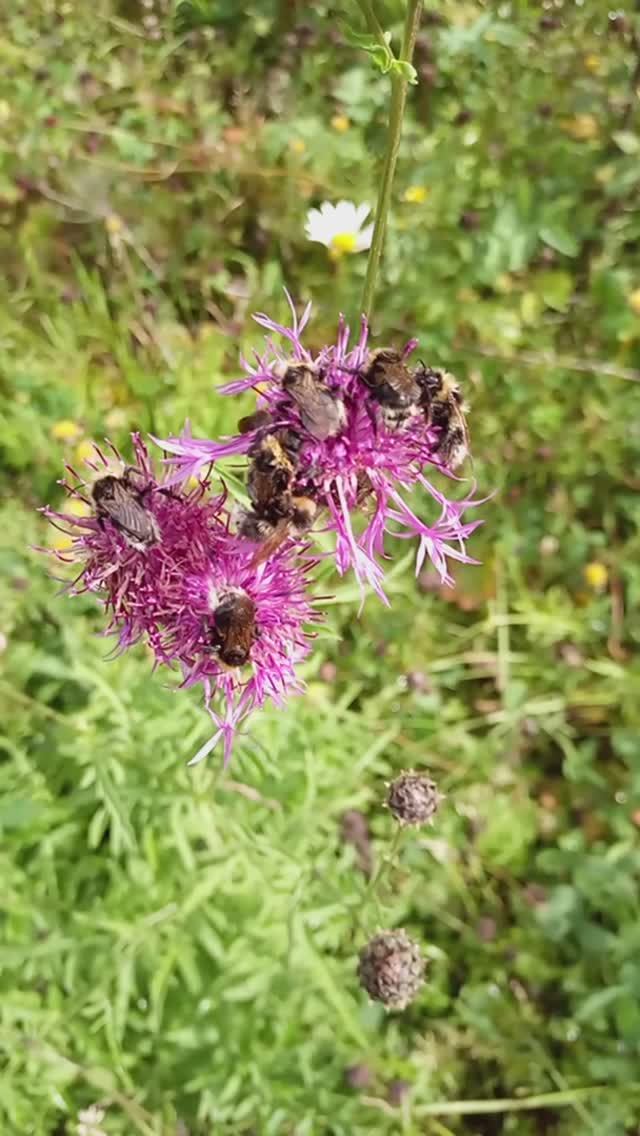 Мохнатый пьяный шмель Hairy drunk bumblebee