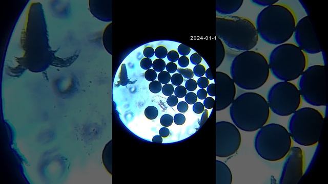 Артемии под микроскопом