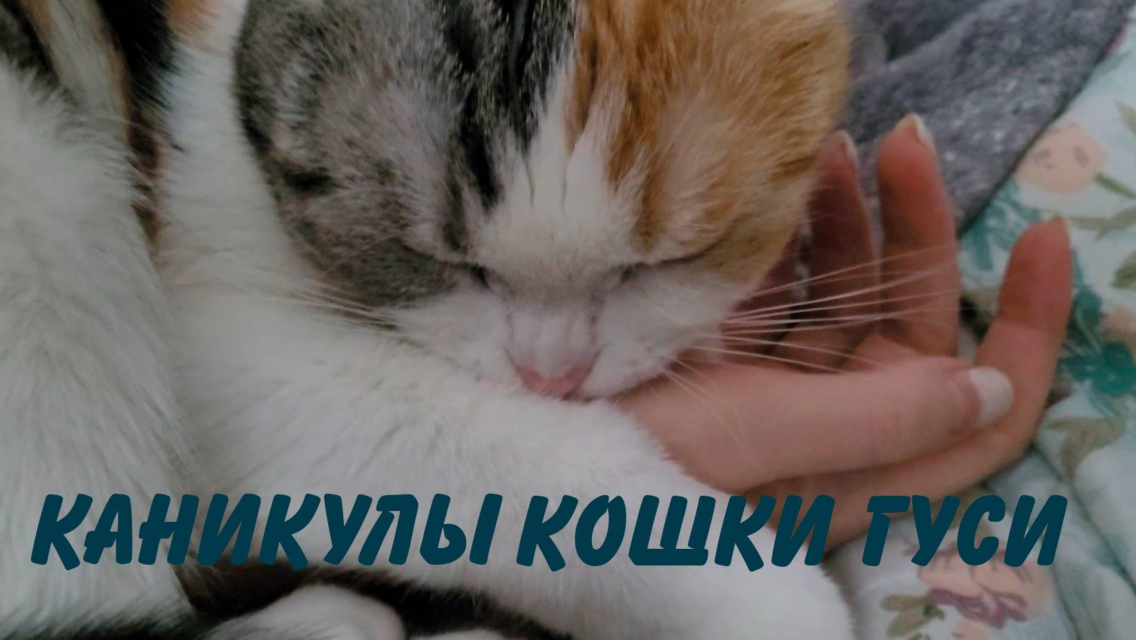 Каникулы кошки Гуси