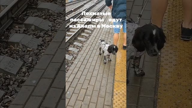 Путешественники  с хвостом в поезде.