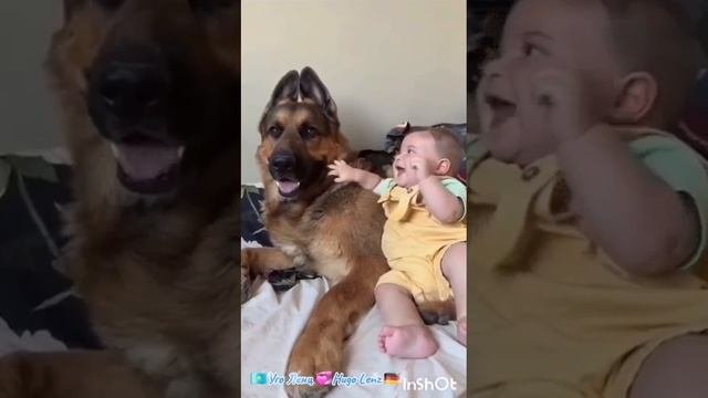 цените и любите собак