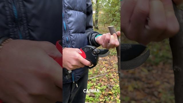 Режет практически всё! Аккумуляторный секатор-высоторез CAIMAN. #садоваятехника #gardening #garden