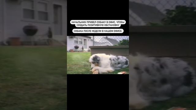 Юмор! Работа
