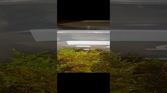 знакомства с  улитками