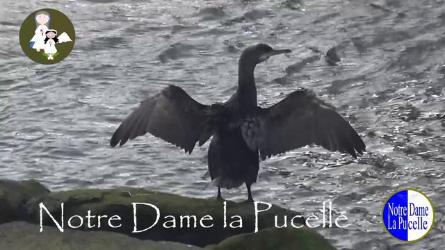 Shag - on the Antrim Coast Ireland