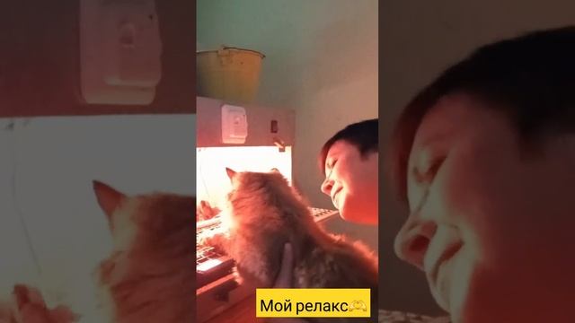 Мой релакс - птички и котики #подворье #котики #котик #перепела #птички