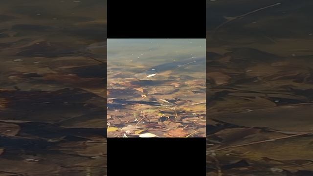 Сом. Богдановский пруд