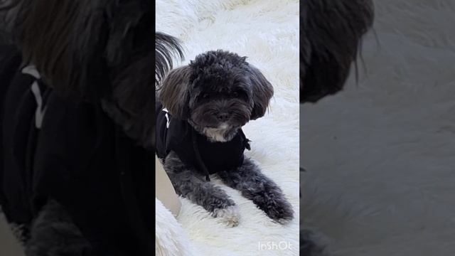 милота
