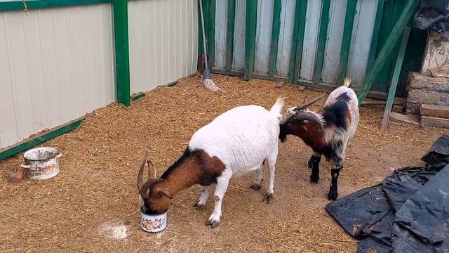Жизнь 😀 КАМЕРУНСКИХ 🐐 КОЗ в деревне 🛖.