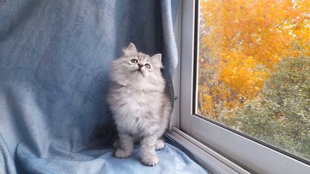 Фанни Барселит