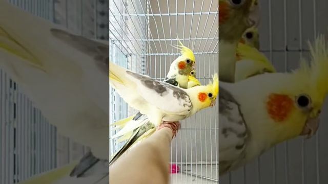 Кореллы 😊