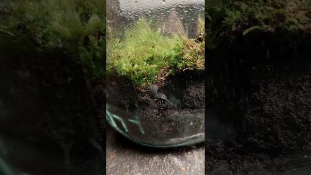 Мои Изоподы