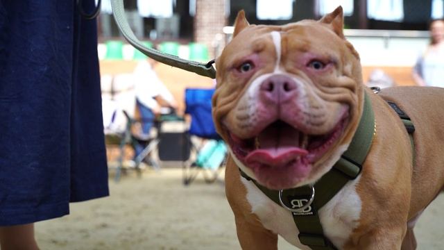 Seed of Iller #IllerMishaLegacy American bully Classic