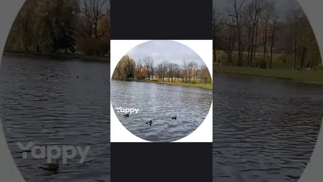 видео с моего канала ЯППИ  28.10.2024. yappy_download_6d0b3dc56c99415a801acf75a9287237