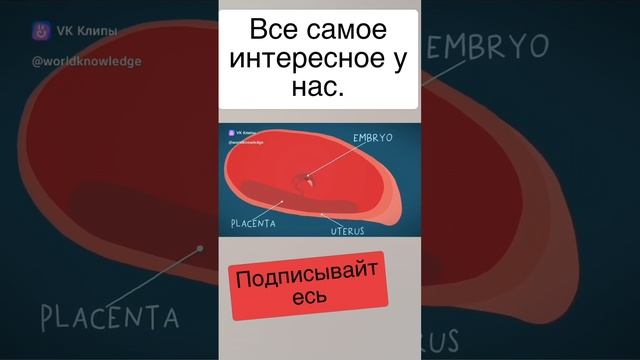 Млекопитающиеся