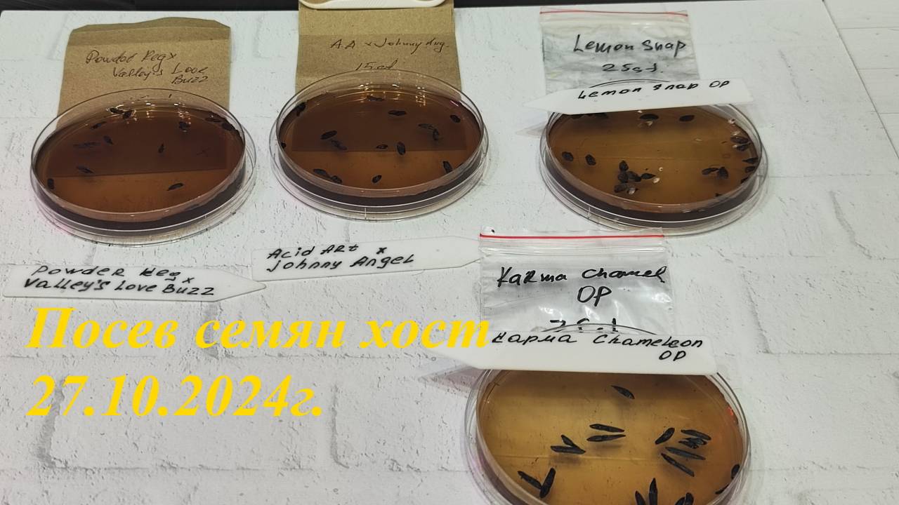 Посев семян хост 27.10.24г