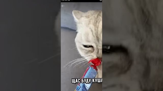позови кота с собой
