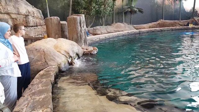 Seaworld Abu Dabhi, UAE, акванариум Абу-Даби, на шоу дельфинов приходите заранее, места ограничены,