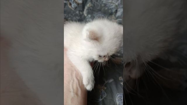 Породистые шотландские котята