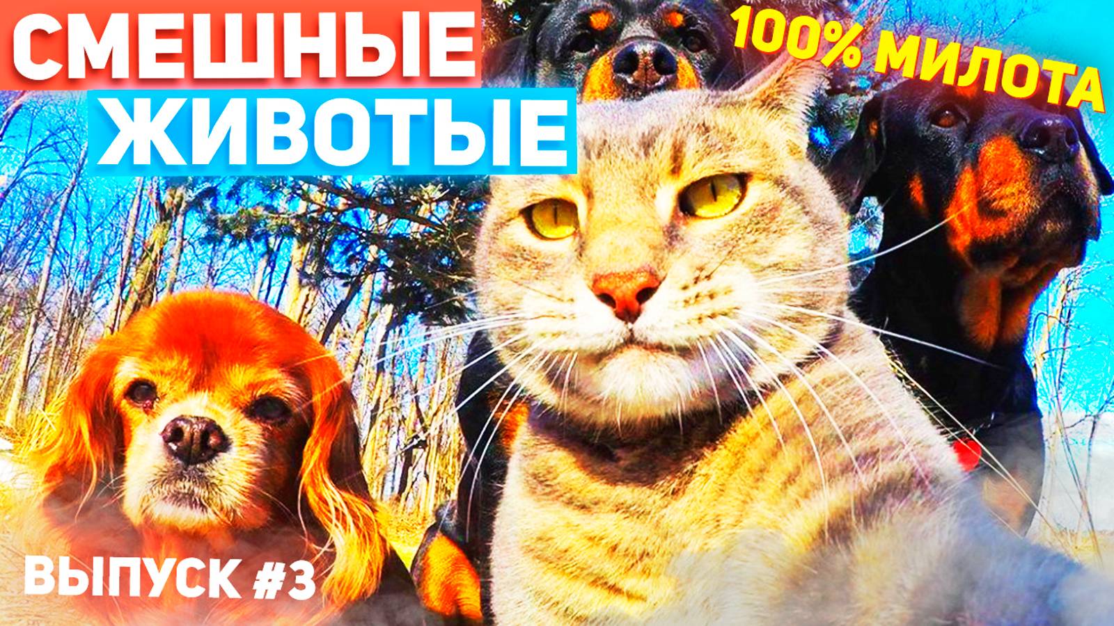 😻 МЕМНЫЕ ЖИВОТНЫЕ ВЫПУСК #3 | СМЕШНЫЕ ПРИКОЛЫ С ЖИВОТНЫМИ | С ОЗВУЧКОЙ 😻