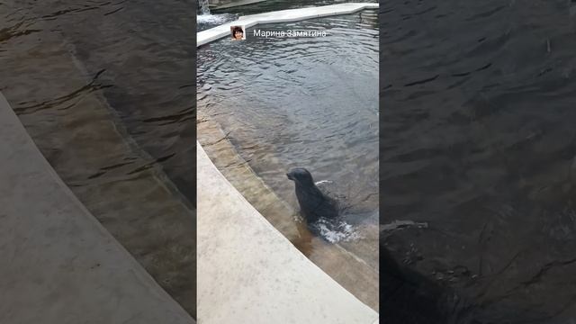 Морские котики в Московском зоопарке.