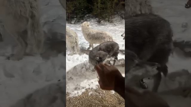 Собачки 🐕 пришли, просят пустить немного погреться.