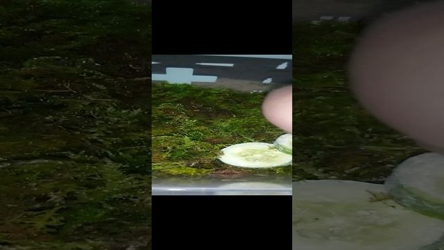 как ухаживать за ахатинами🐌😀
