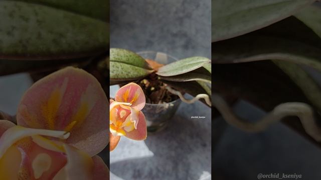 Phal. Aroma 68 от садовника Son Ya 🌸 Ароматная малышка орхидея в мутации пелор |  Первое цветение