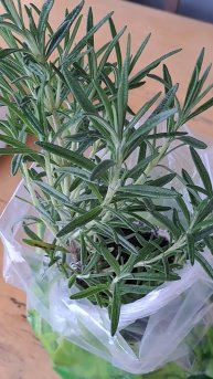 Подготовка Розмарина к зиме