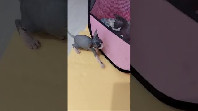 Наш будущий кот